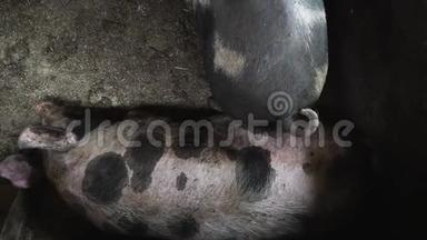 两只大猪在猪圈里，猪躺在肮脏的地板上，在另一只猪附近的猪圈里。